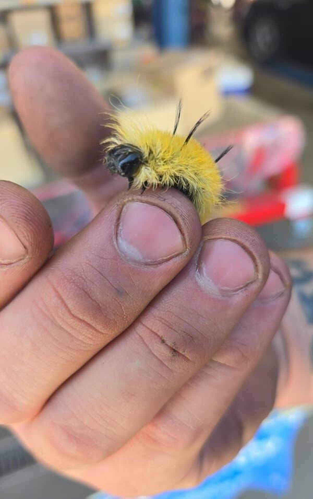 "This guy handled an American Dagger moth without knowing it was dangerous"