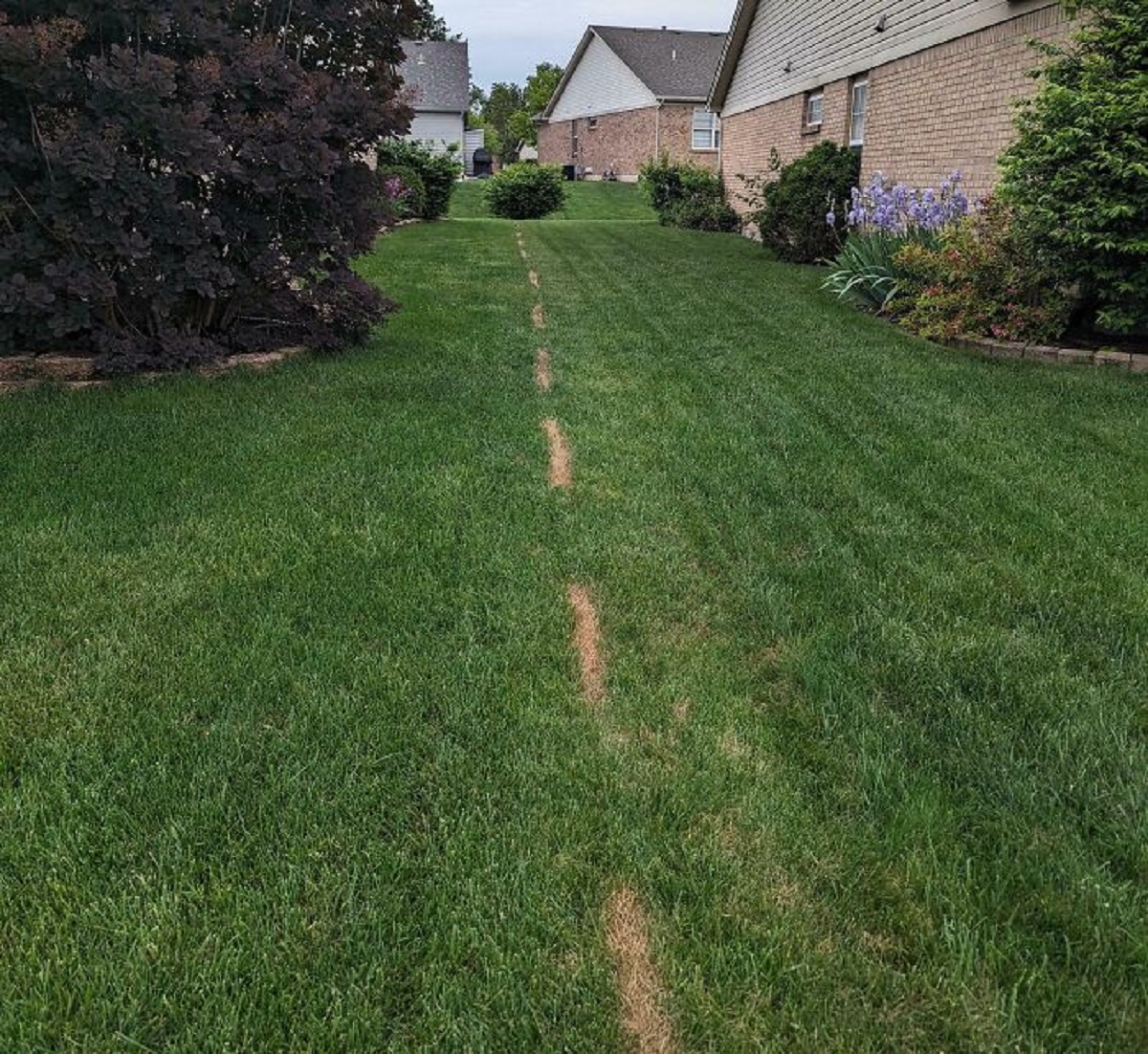 Neighbor Was Not Happy That We Mowed One Row Into His Lawn, So He Decided To Spray Grass Herbicide To Make A Point