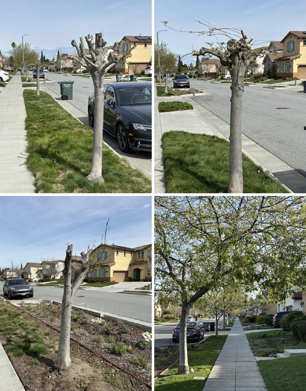 How My Neighbors “Prune” The City Owned Street Trees Outside Their Houses