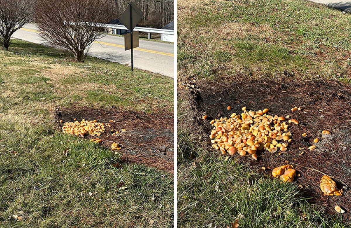 Neighbors Are Still Throwing Food In My Yard