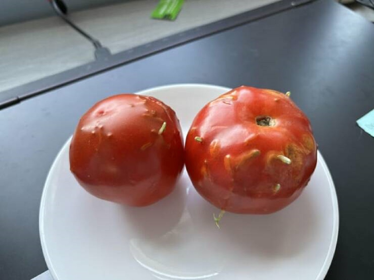 "The tomatoes I bought from the store started sprouting without rotting"