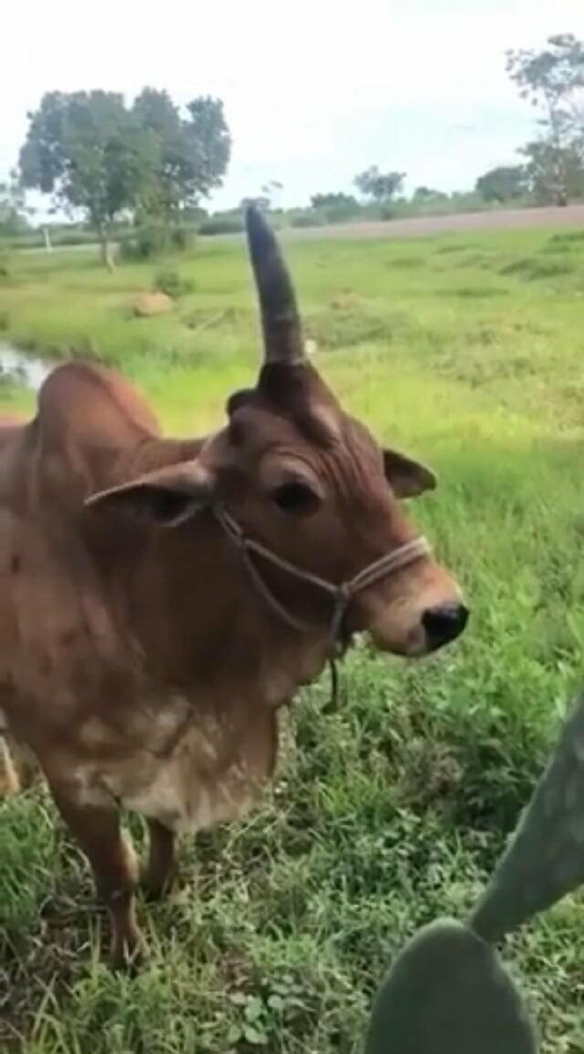 "This bull in Brazil with only one horn"