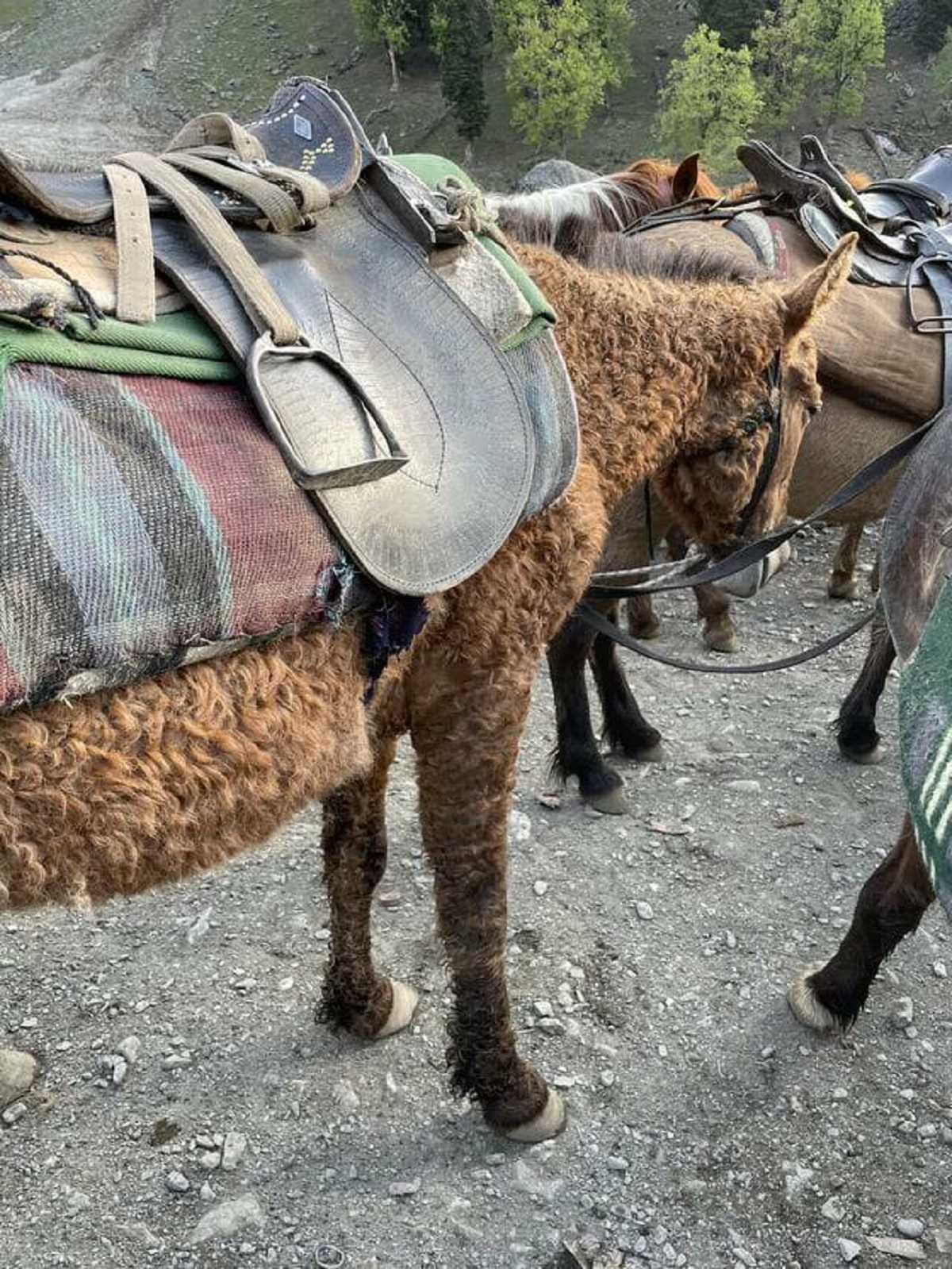 "A horse with curly hair. Saw this beauty in Kashmir."