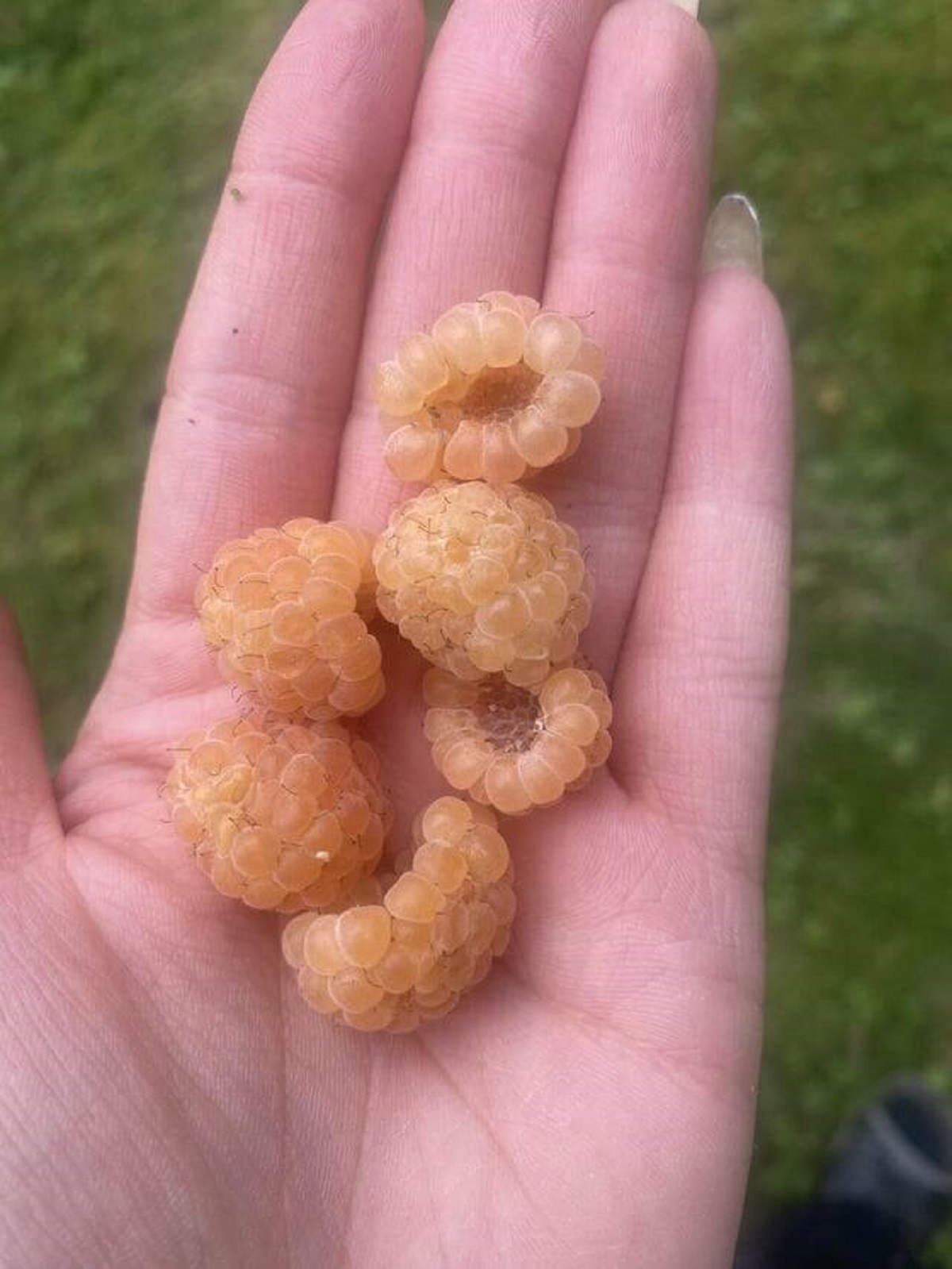 "My backyard has yellow raspberries"