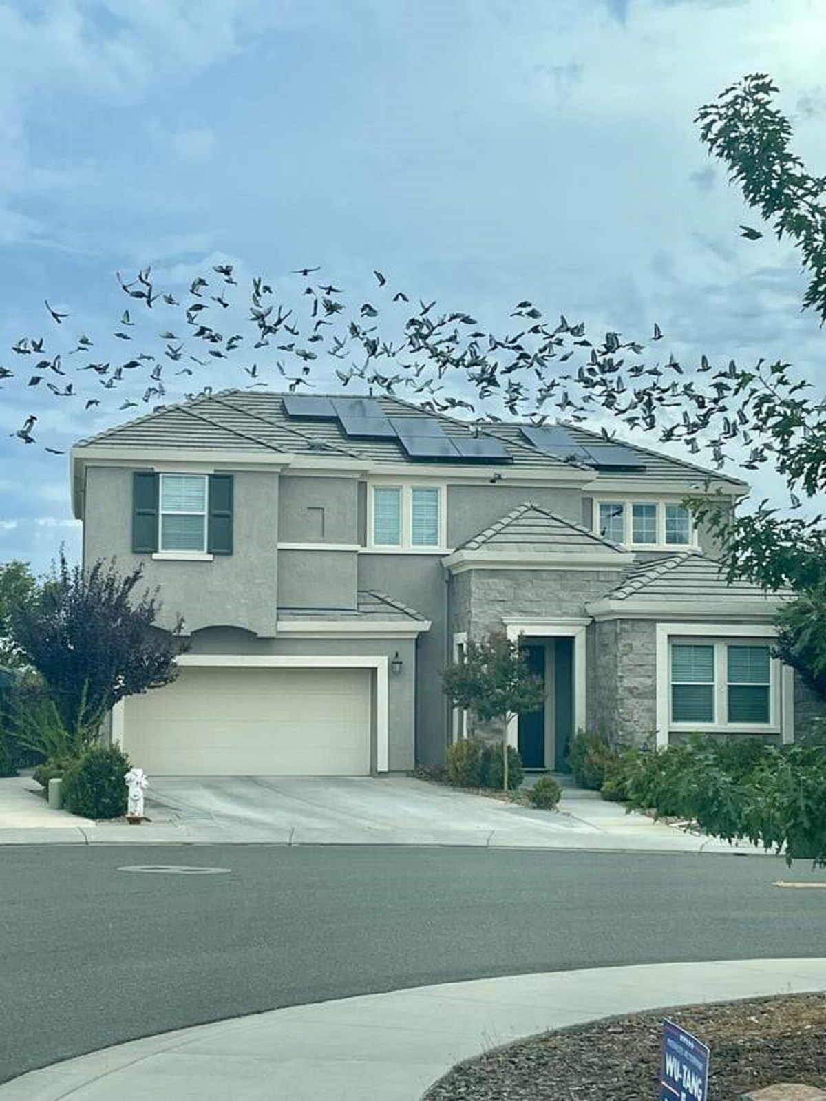 "Birds flying off a roof after being spooked"