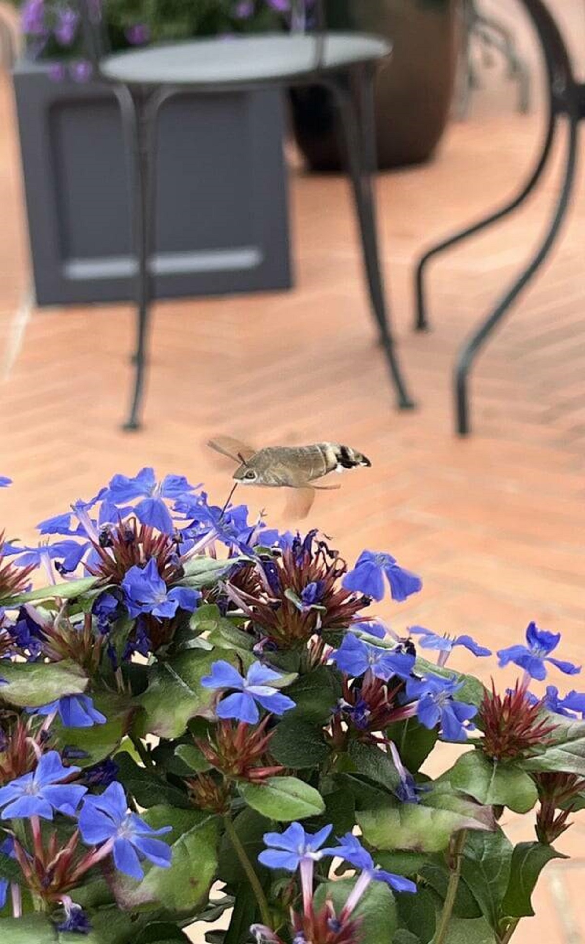 "The insect sucking the nectar from the flowers"