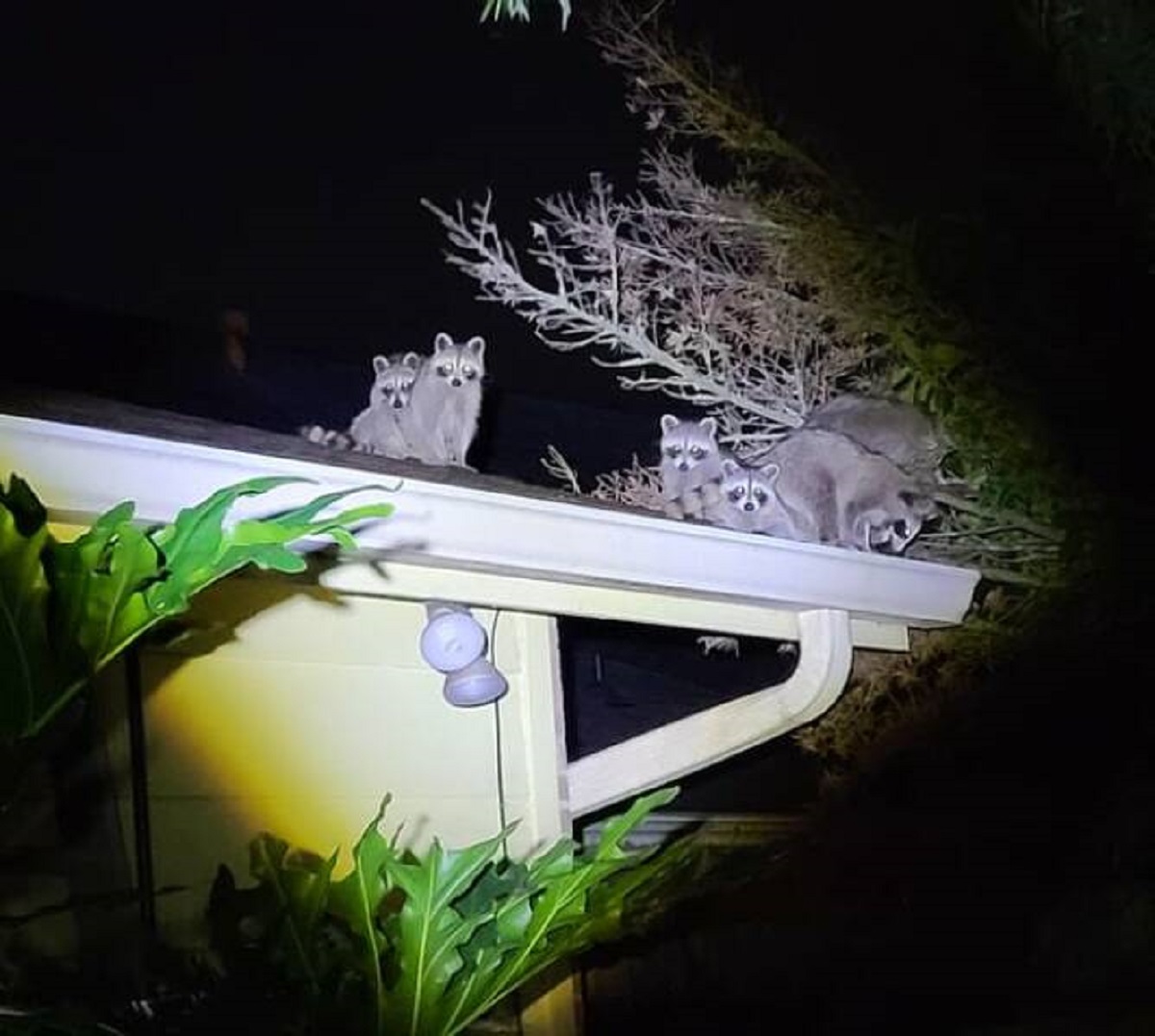 "Raccoon family on my roof"