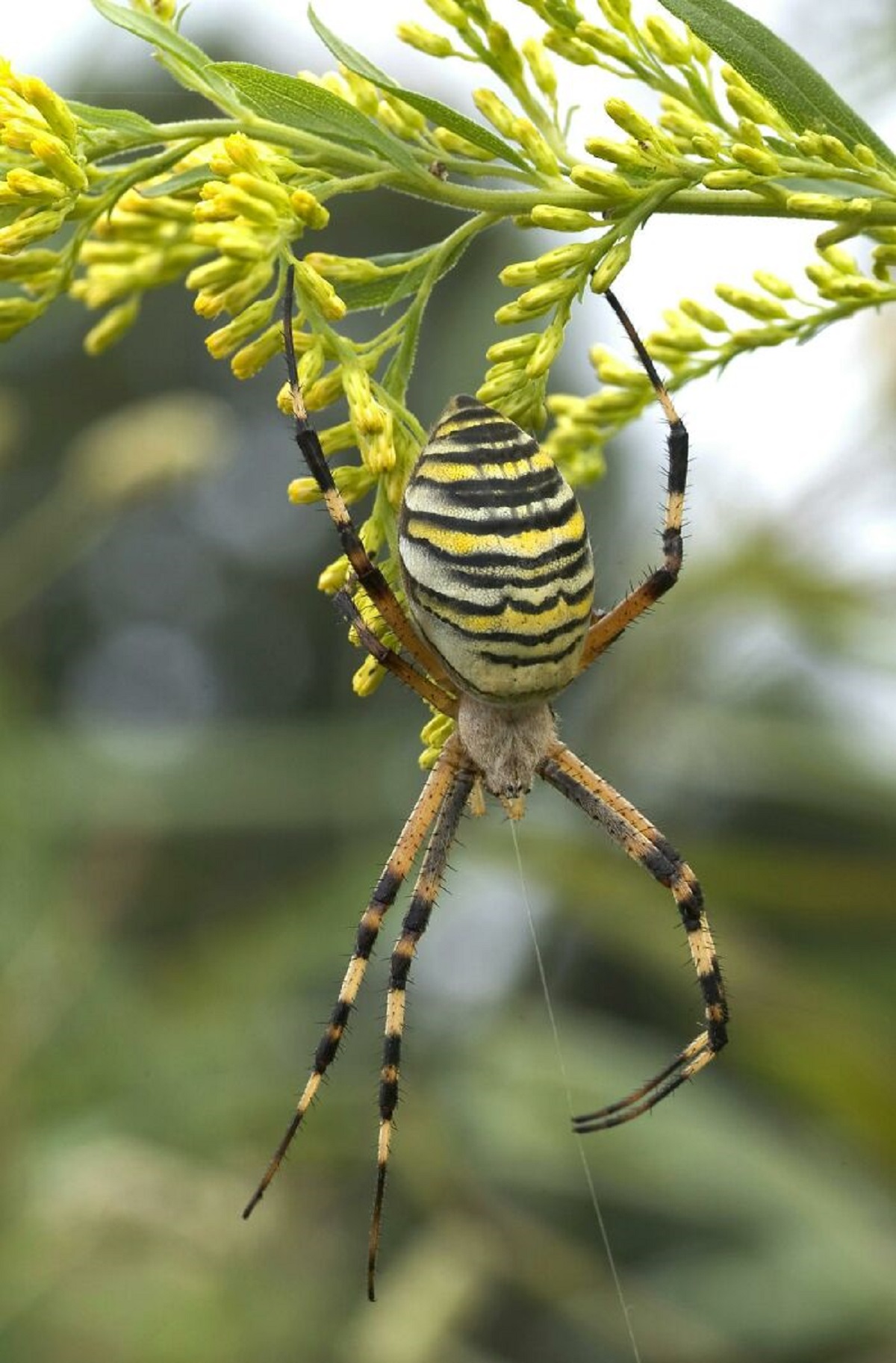 Supposedly global warming will cause spiders to slowly get bigger overtime.