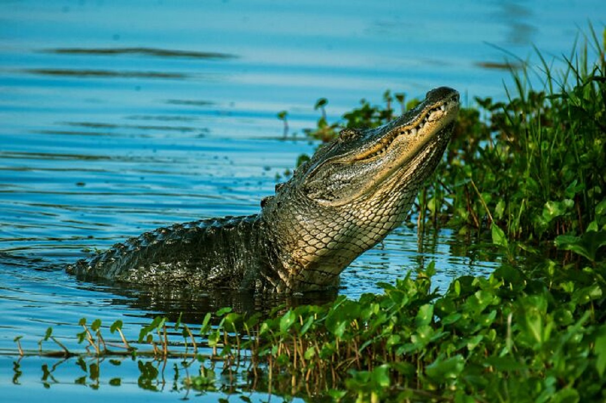 Remember the crocodile that took the toddler at Disney?

A guy that worked there told me the toddler wasn’t consumed. The crocodile stashed it under some submerged roots to let it soften up for a few days before consuming it. They found the body before that.