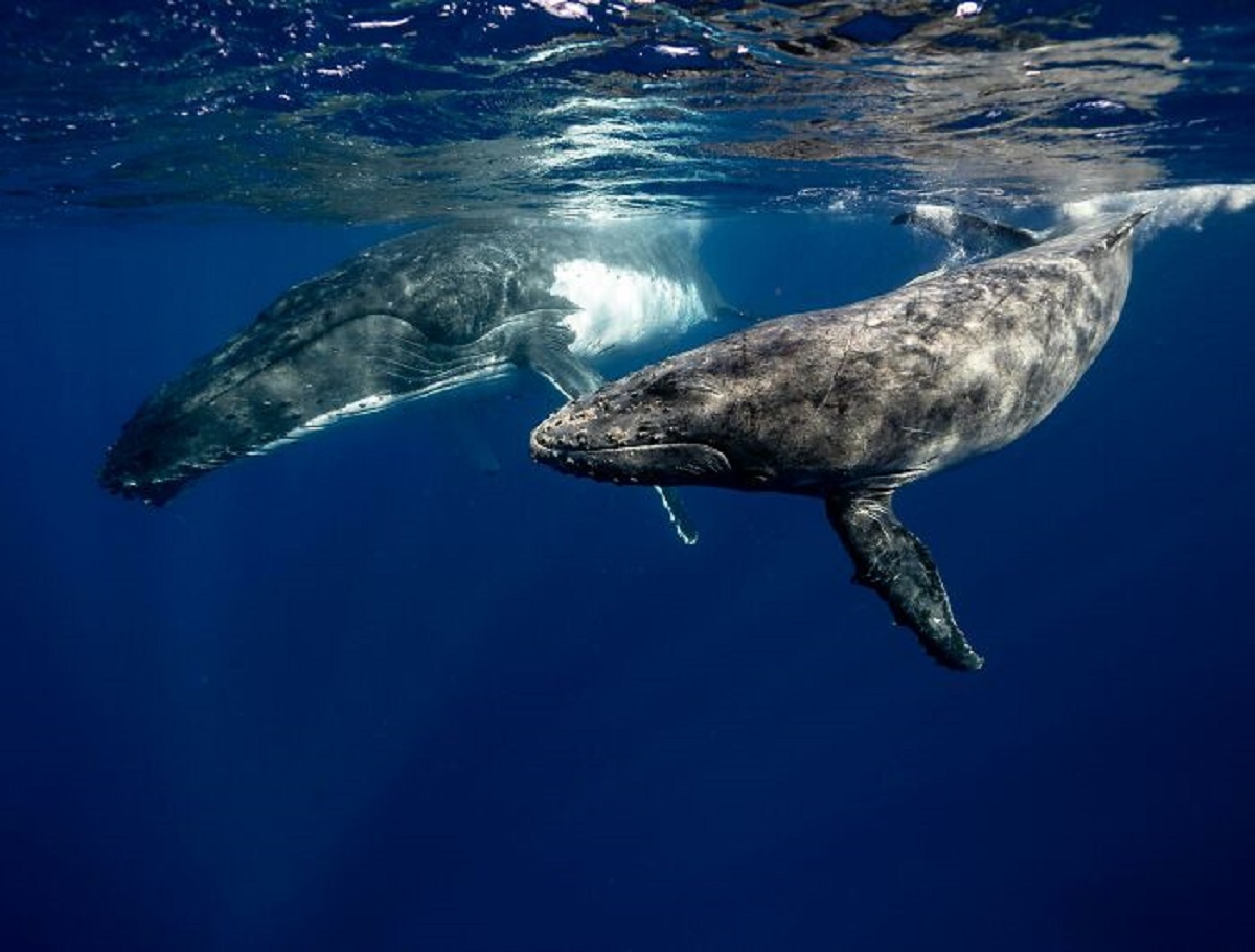 This isn’t particularly existential or deep but Whales don’t actually die of old age. They die from drowning when they’re too old to resurface.