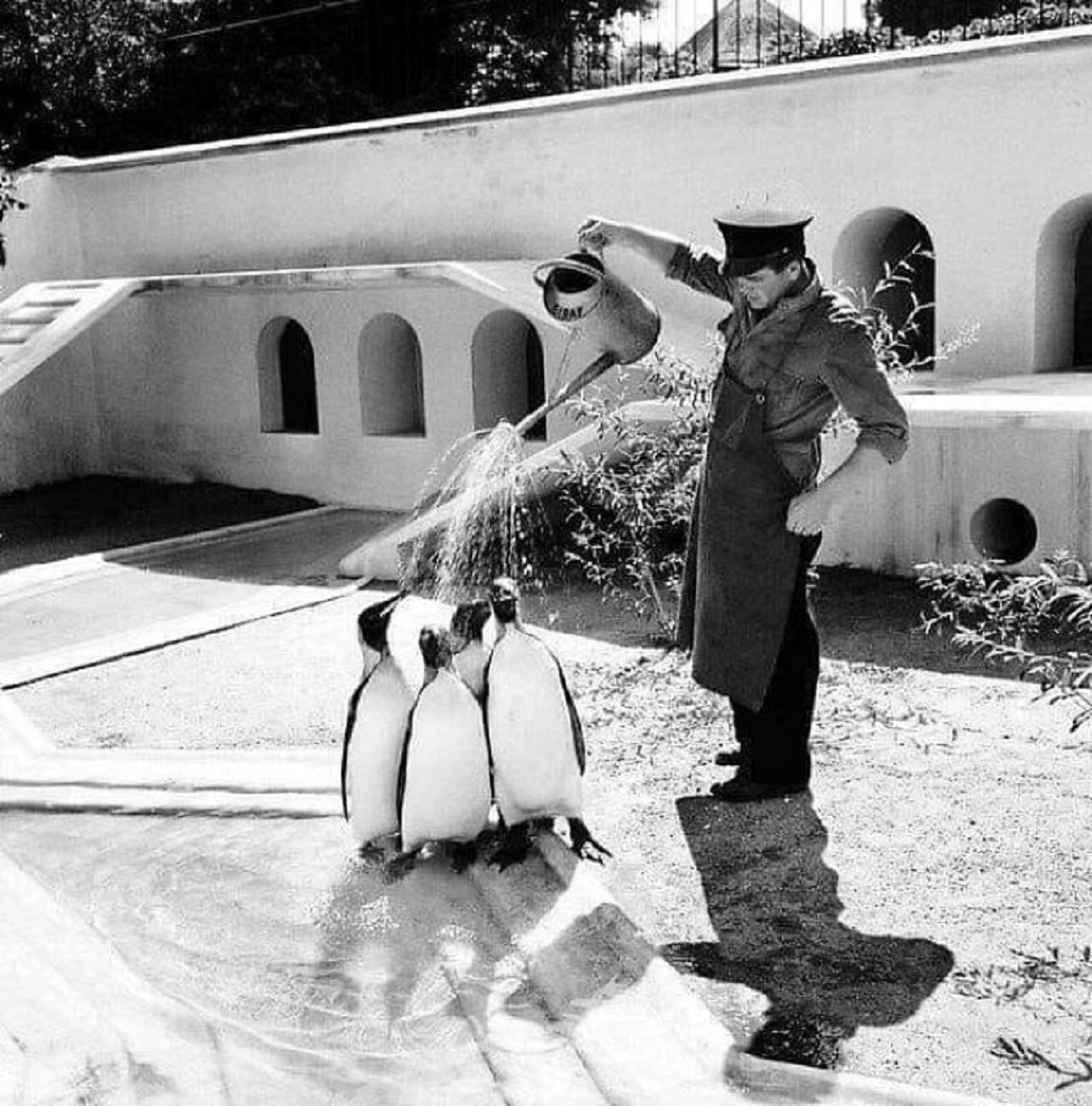 A Danish Zookeeper Waters The Emperor Penguins On A Hot Summer Day In 1957