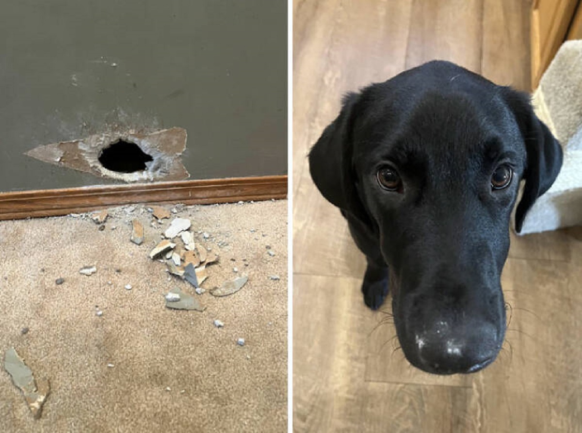 "Flashback To When My Dog Chewed A Hamster-Sized Hole In The Drywall. The Last Photo Is Him With The Drywall Dust On His Nose Caught Red-Handed"