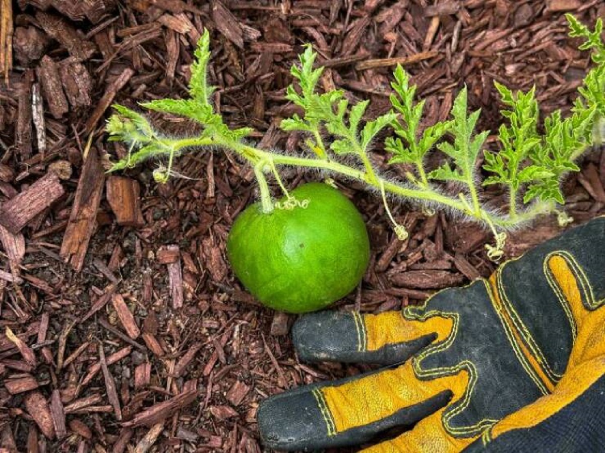 "The Watermelon I Spent All Spring/Summer Growing"