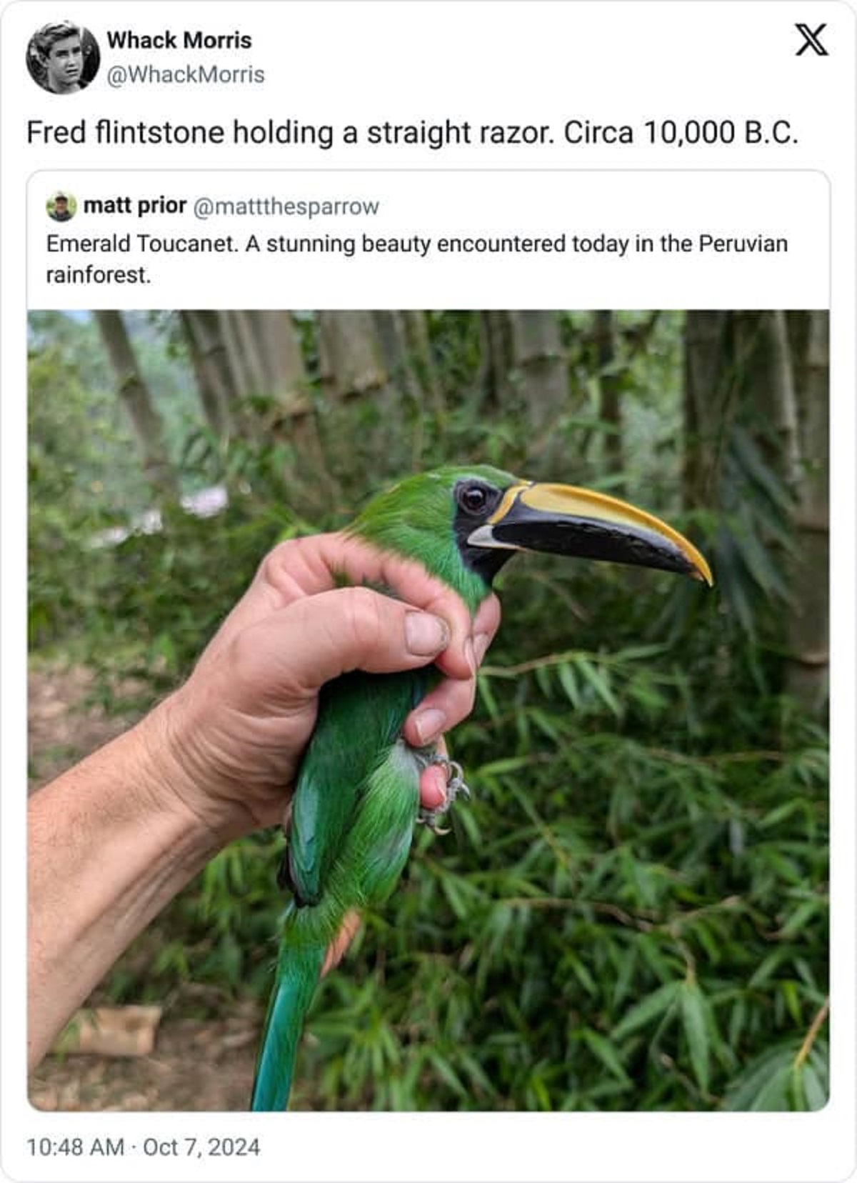 toucan - Whack Morris Fred flintstone holding a straight razor. Circa 10,000 B.C. matt prior Emerald Toucanet. A stunning beauty encountered today in the Peruvian rainforest. X