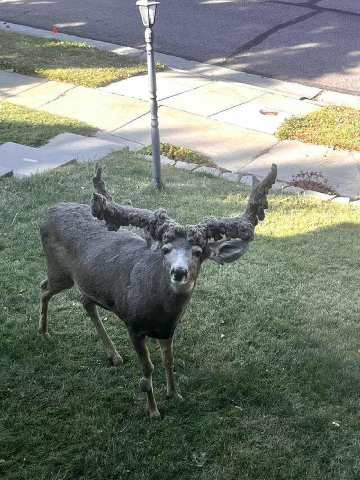 "This dear with a crazy deformity showed up in my brother’s front yard today"