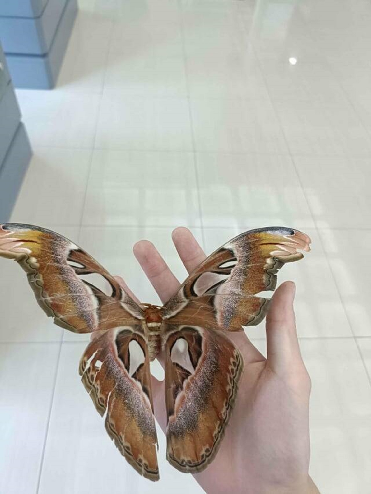 "I found an Atlas moth today at school"