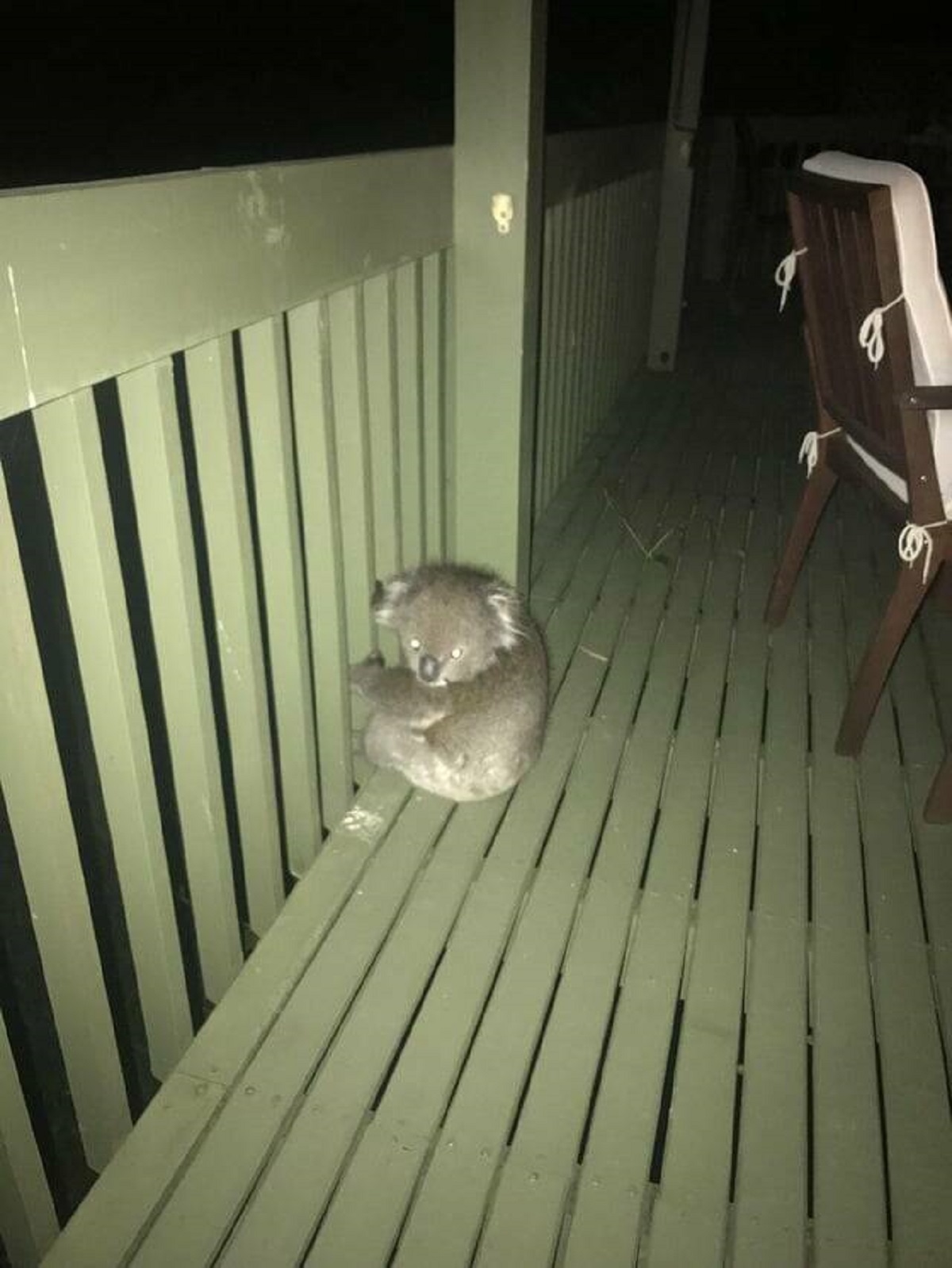 "Koala just decided to climb onto my balcony for a visit"