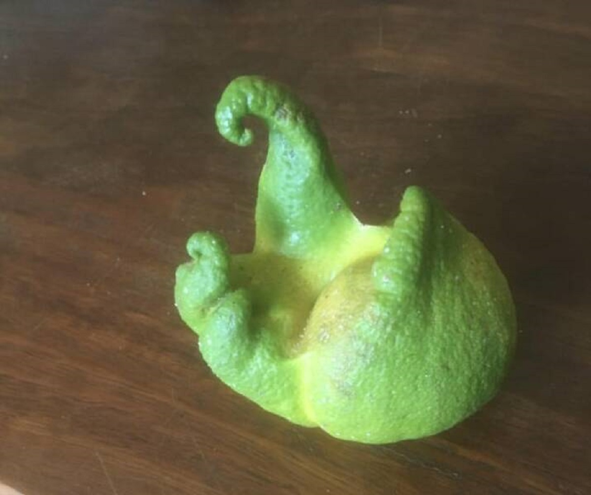 "Lemon that was growing on my tree"