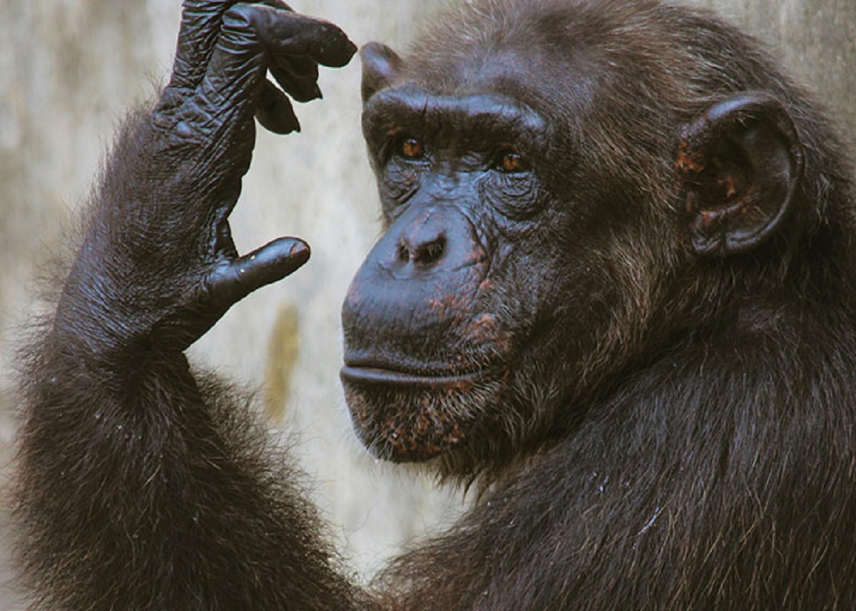 While great apes can learn hundreds of sign-language words, they never ask questions.