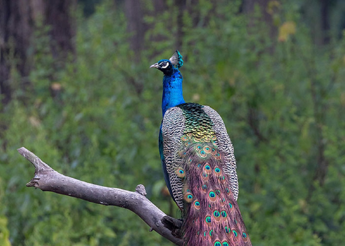 Male peacocks make fake mating sounds to make him seem more popular so females will mate with him.