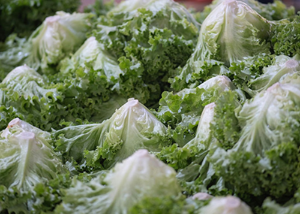 Iceberg Lettuce has a water content of 96%. This results in it having essentially no nutritional value and only trace amounts of vitamins and minerals.