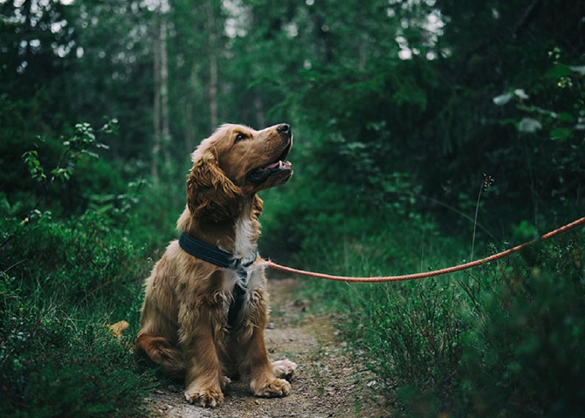 Due to their long association with humans, dogs have evolved the ability to thrive on a starch-rich diet, which would be inadequate for other canid species.