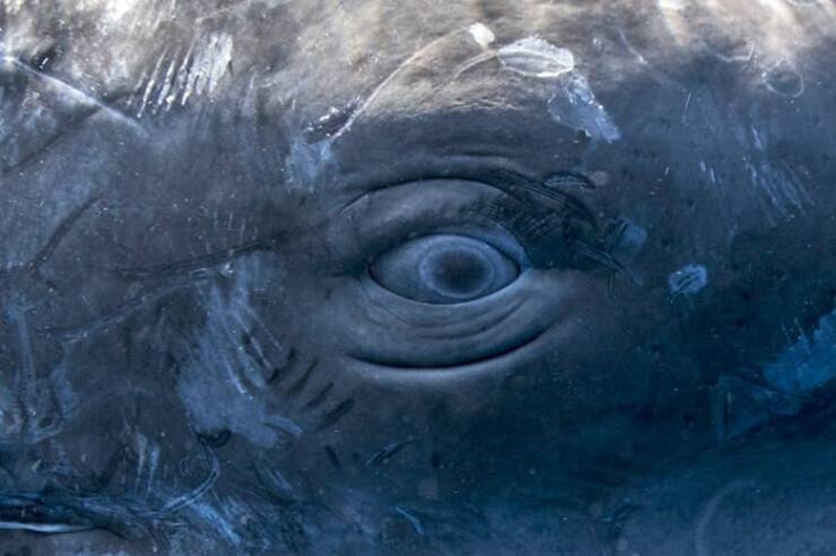 whale eyes