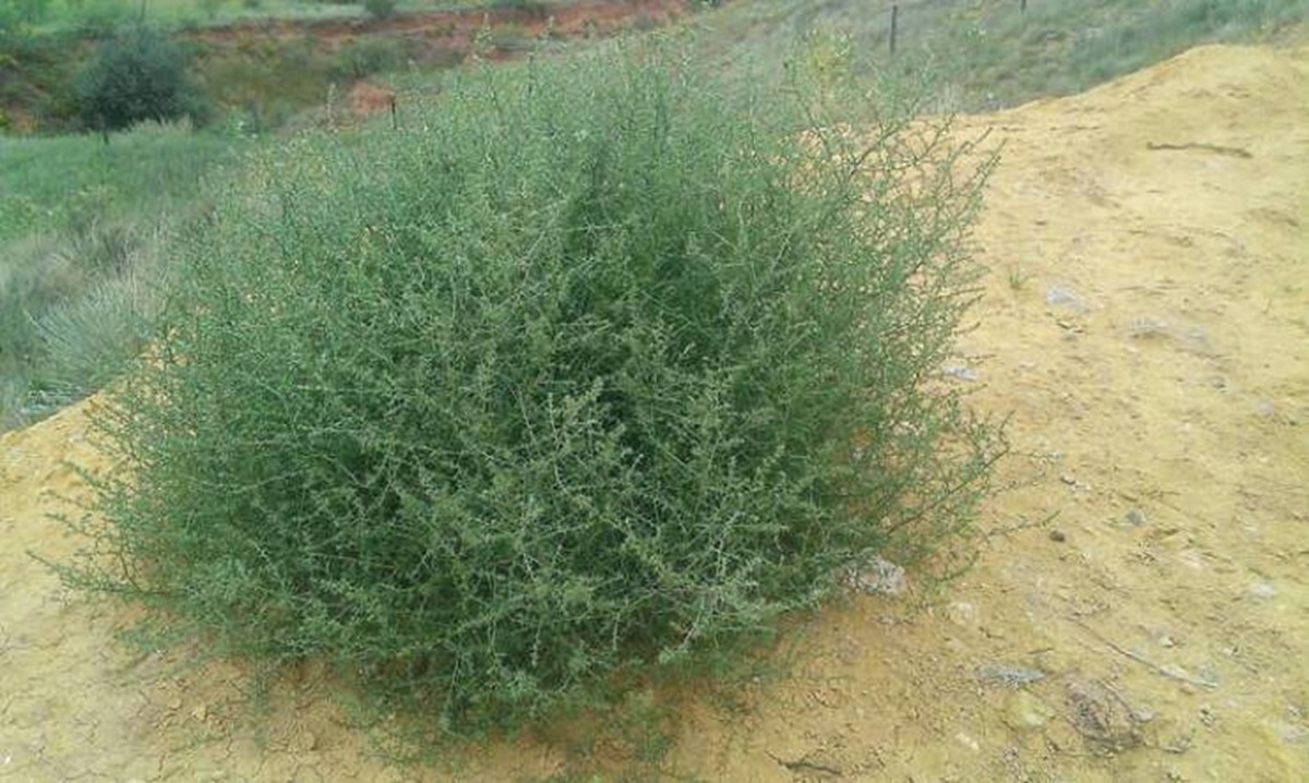 This is what a tumbleweed looks like before it...tumbles: