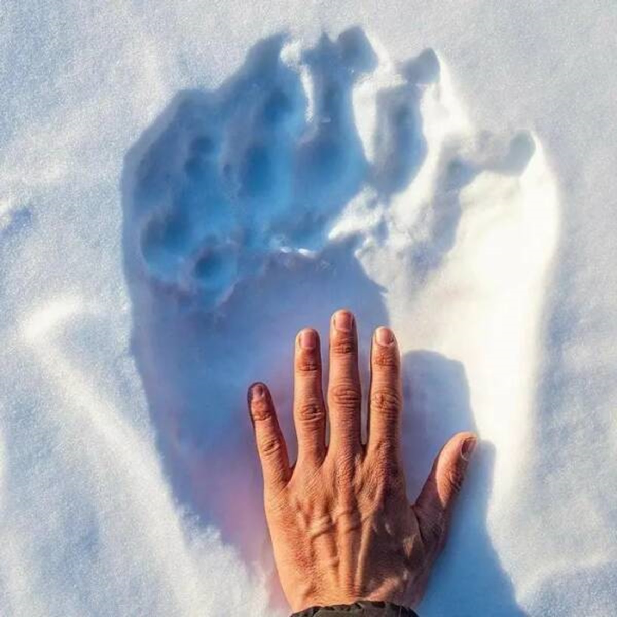 polar bear paw print