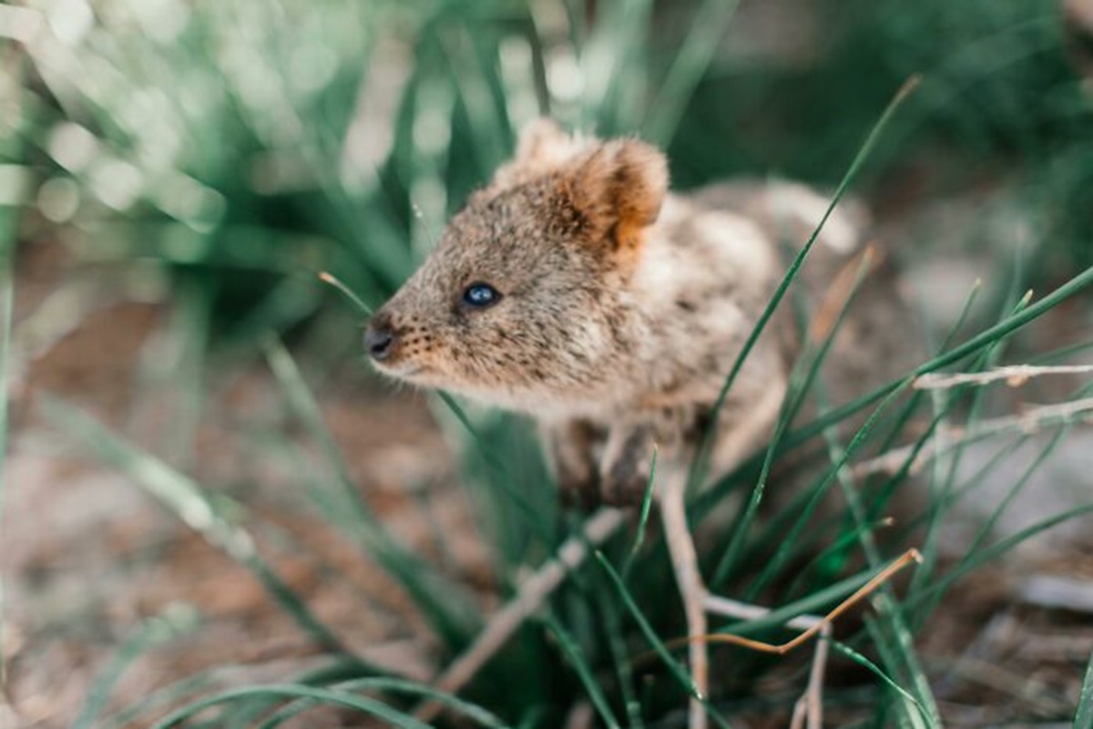 Quokka mothers will eject their babies from their marsupial pouches at predators to escape.

Omni-Man rules. "I can always make another kid".