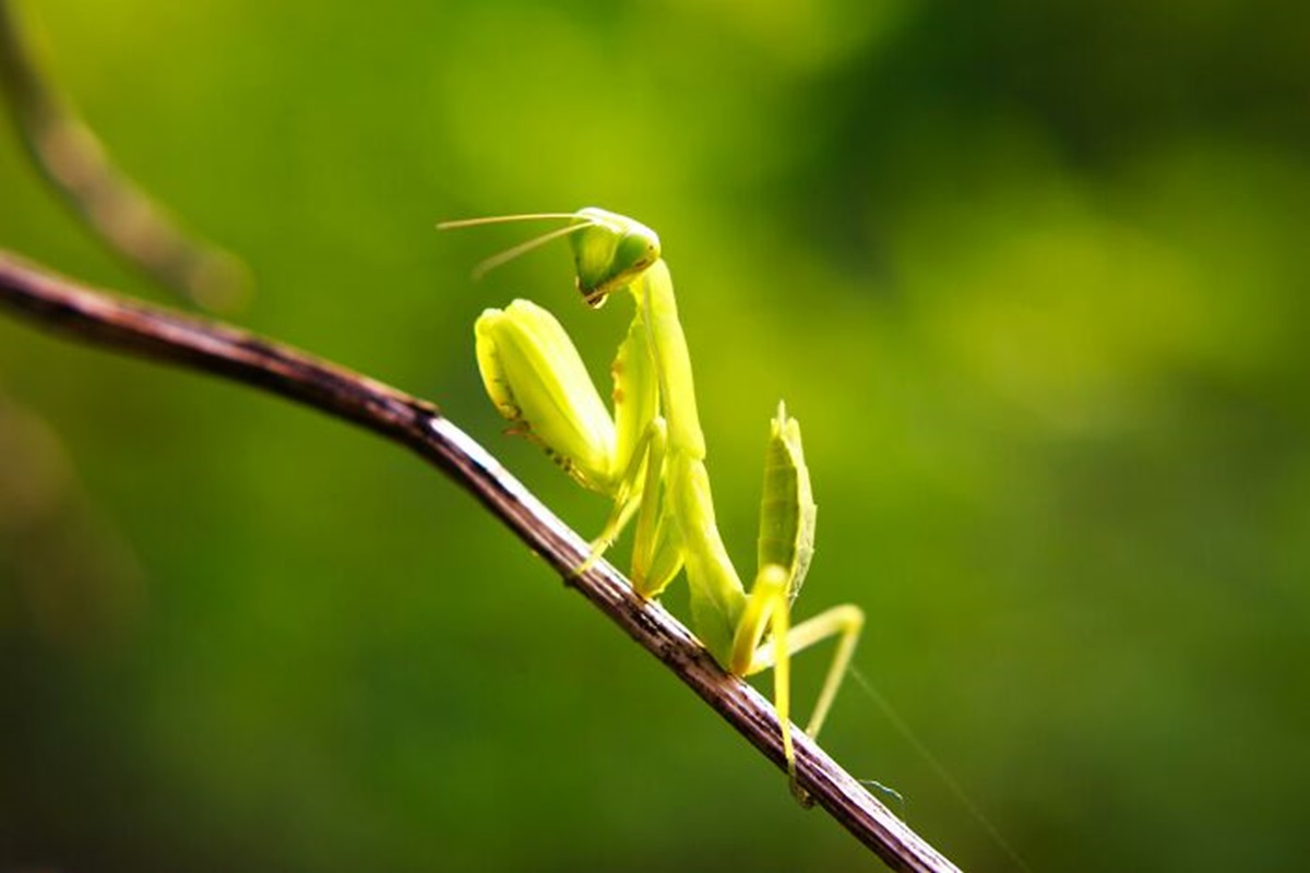 That praying mantis females usually eat the males during intercourse but the male can continue without his head.