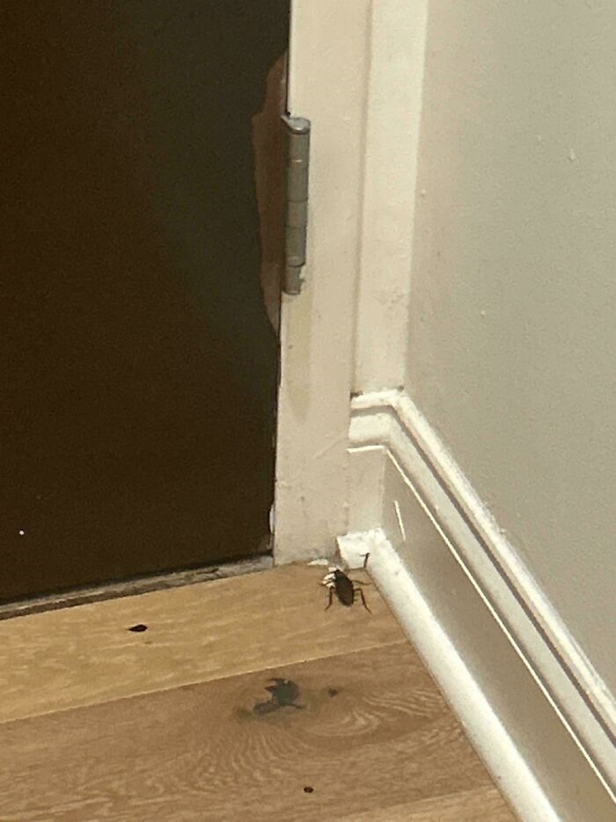 I (26m) Found A Huge Roach In My New Apartment