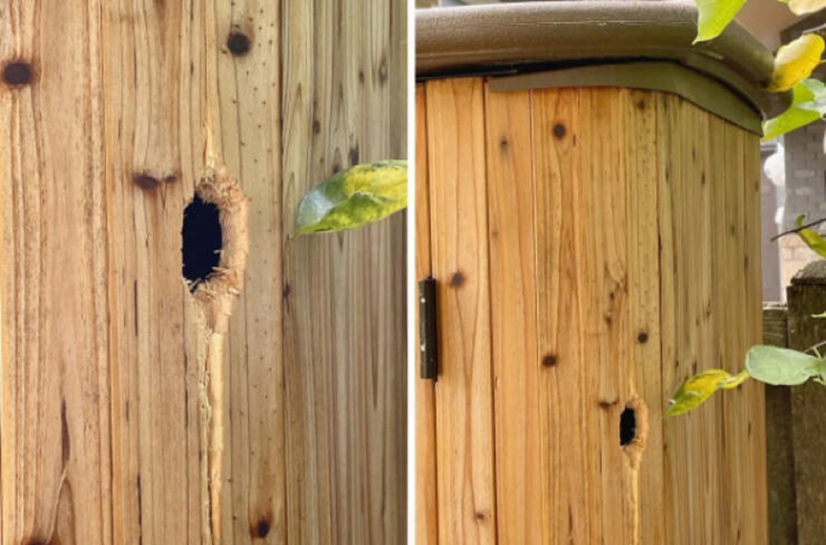 “Just finished cleaning and resealing our garden shed. The next morning we heard a tapping noise, and went out to find a woodpecker cheerfully unsealing it!”