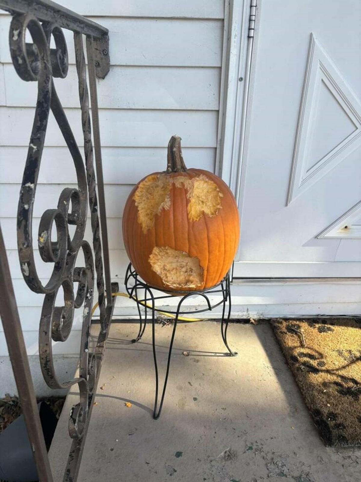 "The squirrels in my neighborhood carved my pumpkin for me"