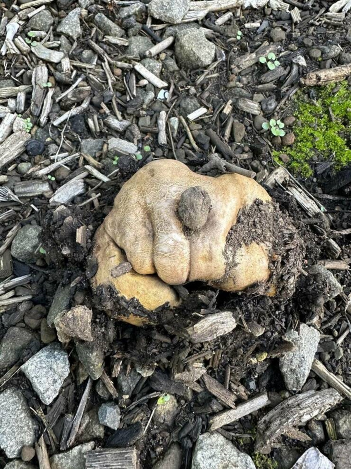 "This mushroom that looks like a glove punching through my planter"