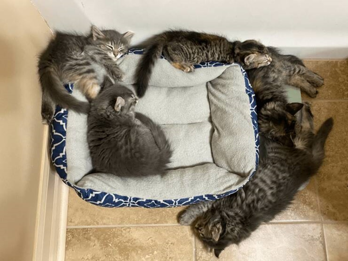 "Of 5 Kittens, only one has figured out how to use the bed"