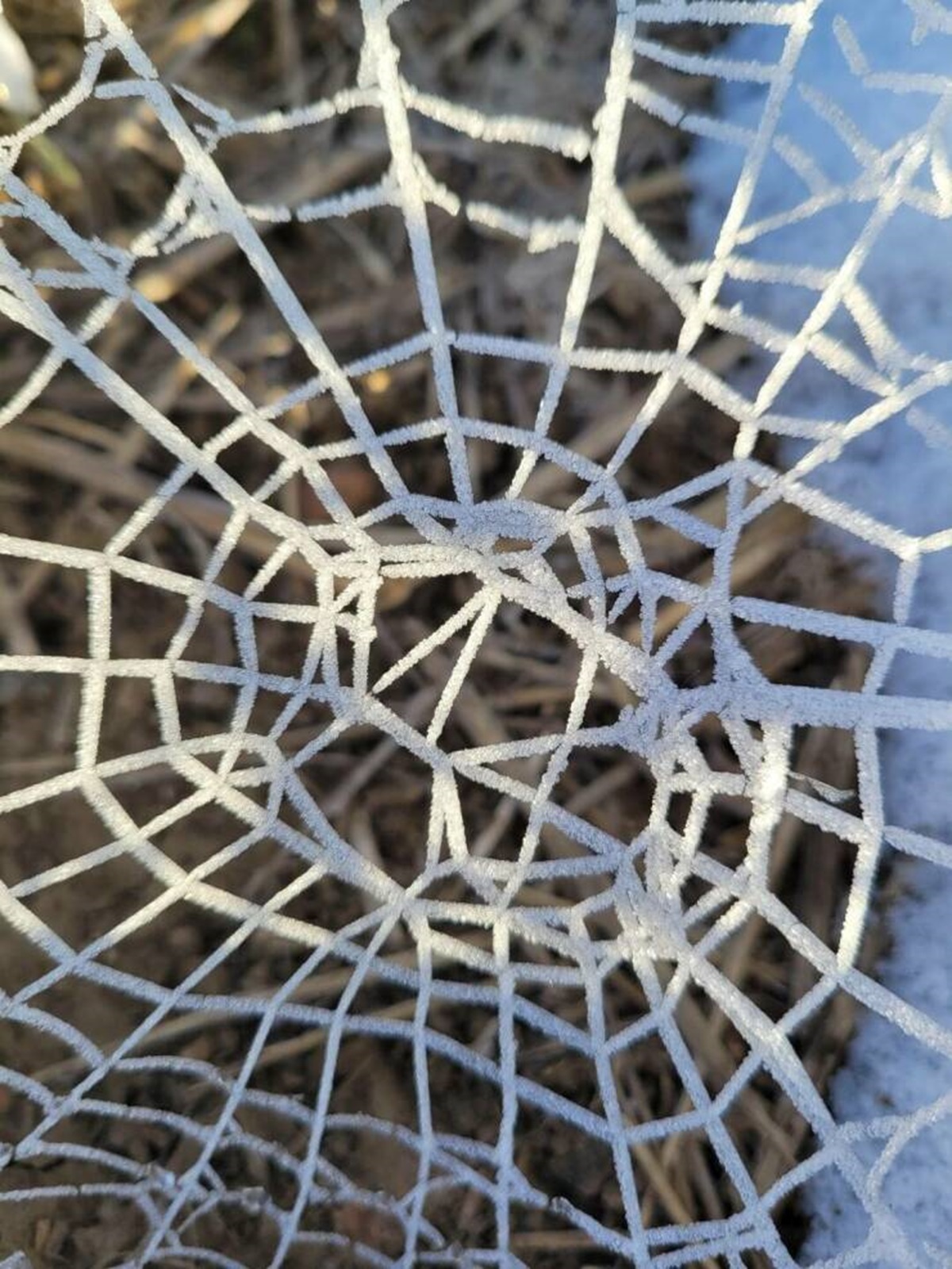 "This spiderweb stayed intact when frost formed"