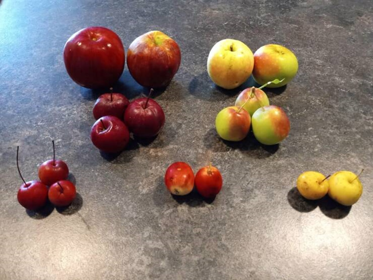 "Diversity of wild apples growing within a few hundred square metres"