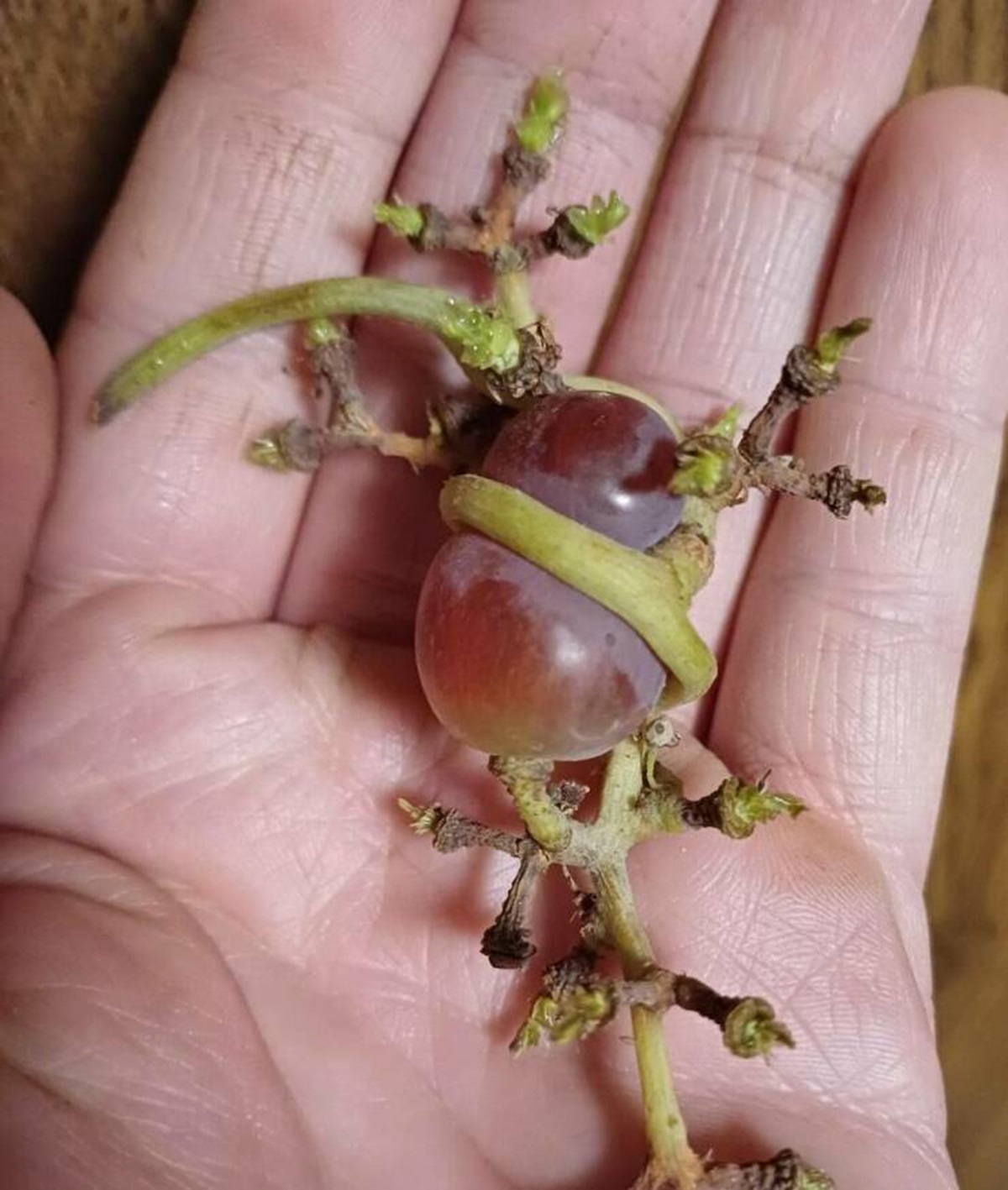 "A tightly hugged grape"