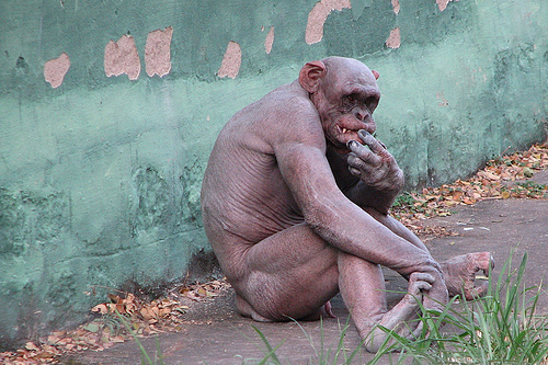 This chimpanzee has his home at the Mysore Zoo . The chimp has lost all his fur / hair , which makes him look almost human . 