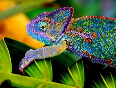 Unusually Colored Animals