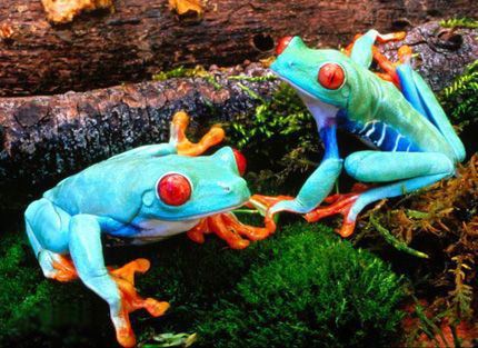 Unusually Colored Animals