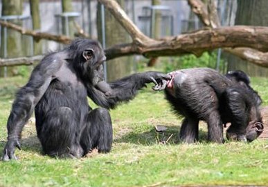 This chimp takes the wet willy to another level. 