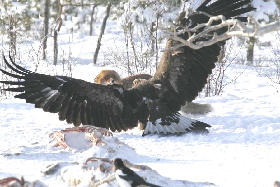 Pics of an eagle from A hunter in Montana