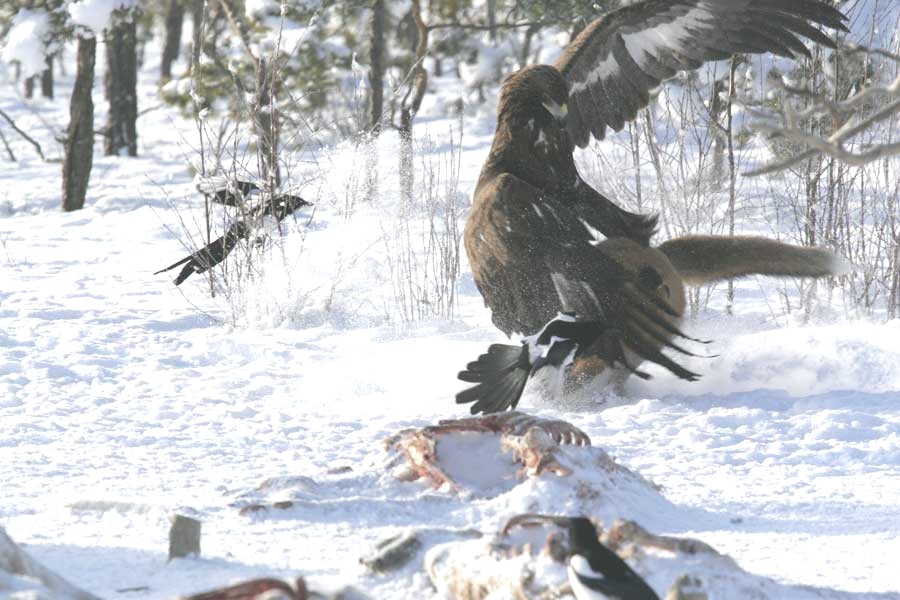 Pics of an eagle from A hunter in Montana