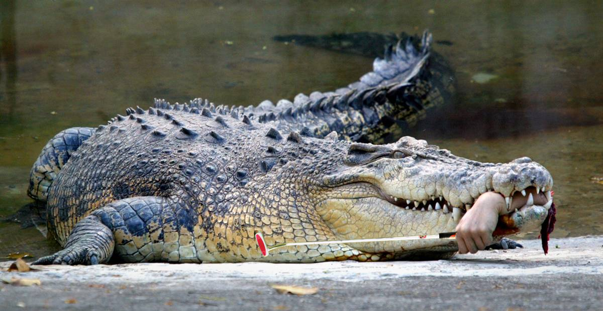 Why it's not wise to attack a crocodile with a golf club