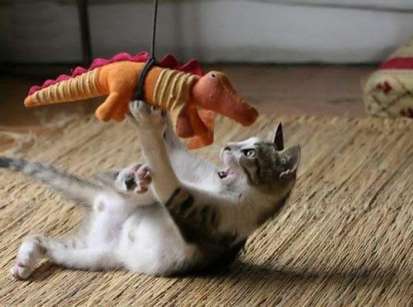 How the dinosaurs became extinct.