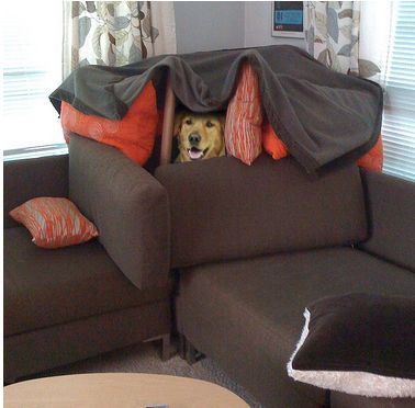 Just a fuckin' awesome dog in his fort, fuck off.