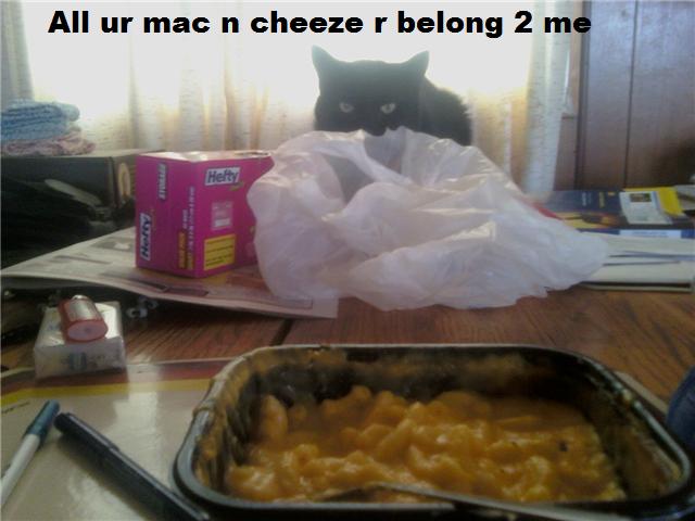 cat stalking my mac n cheeze