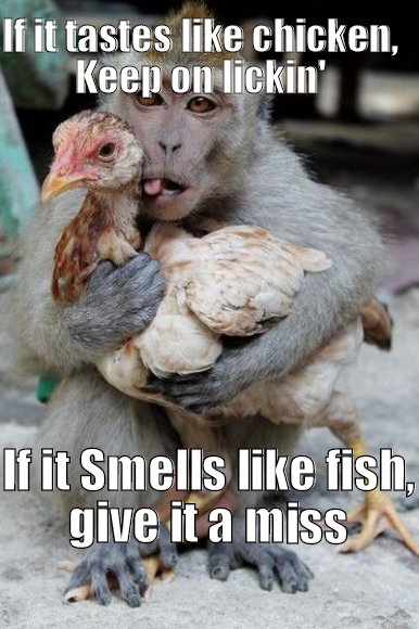 monkey licks chicken, passes on fish